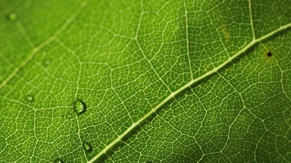 Certificats verts : pour les clients